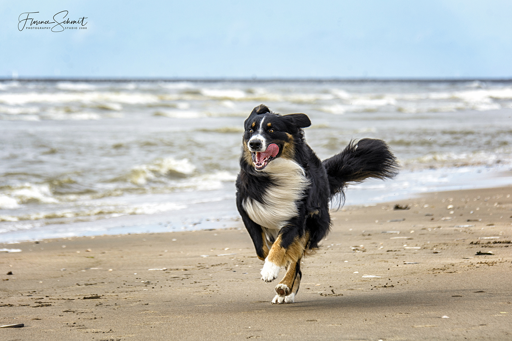 dierenfotografie hond hondenfotografie strand.jpg