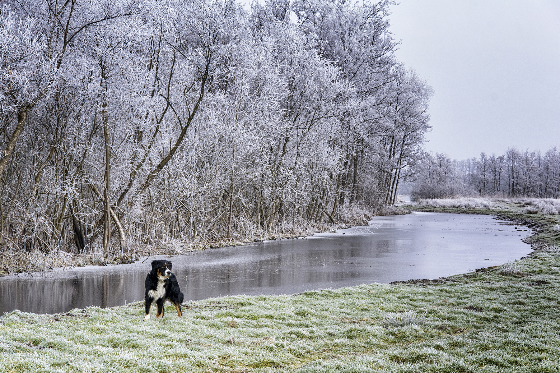 dierenfotografie hond hondenfotografie sneeuw.jpg
