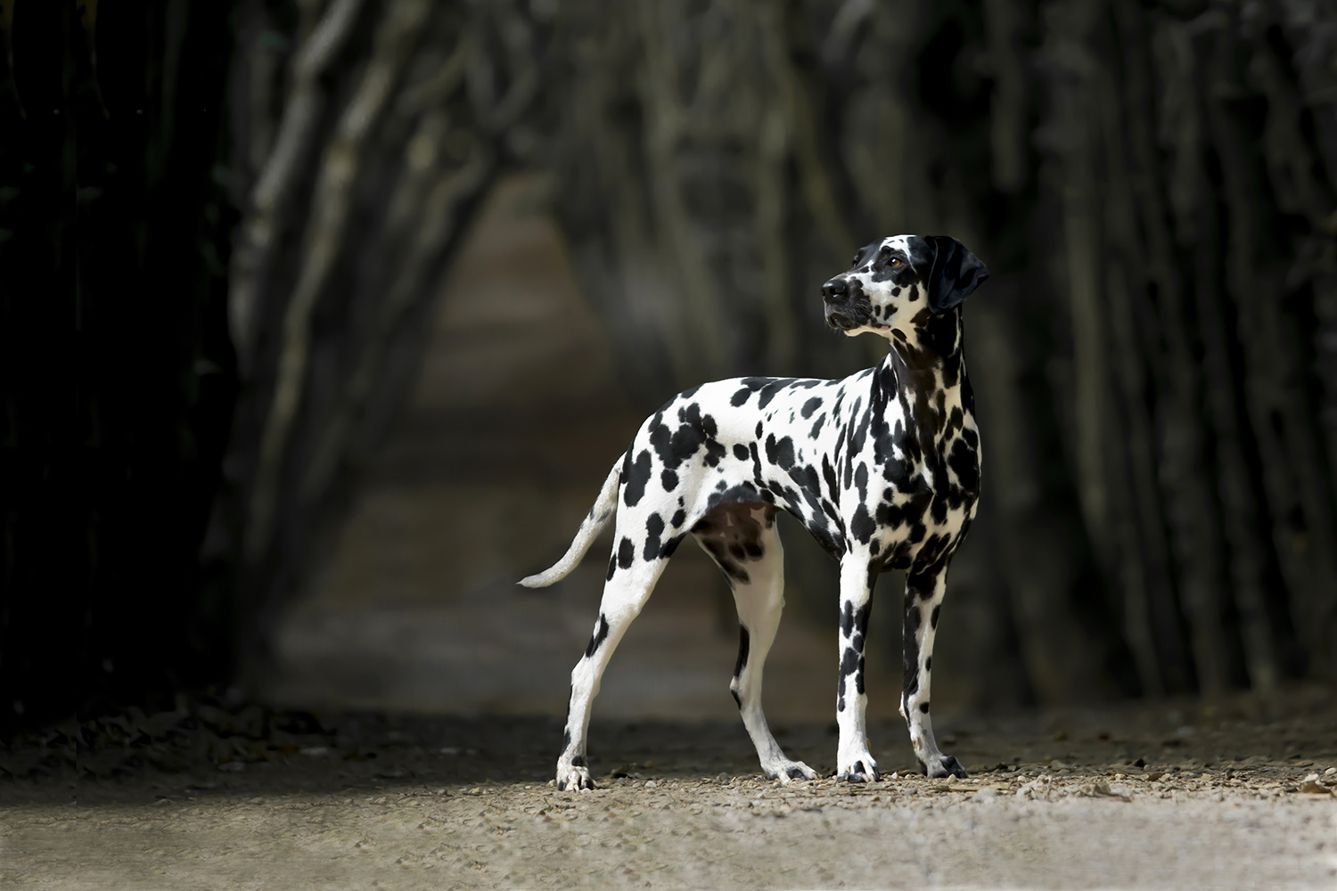 Dalmatier Fenna staand in het bos hondenfotografie.jpg