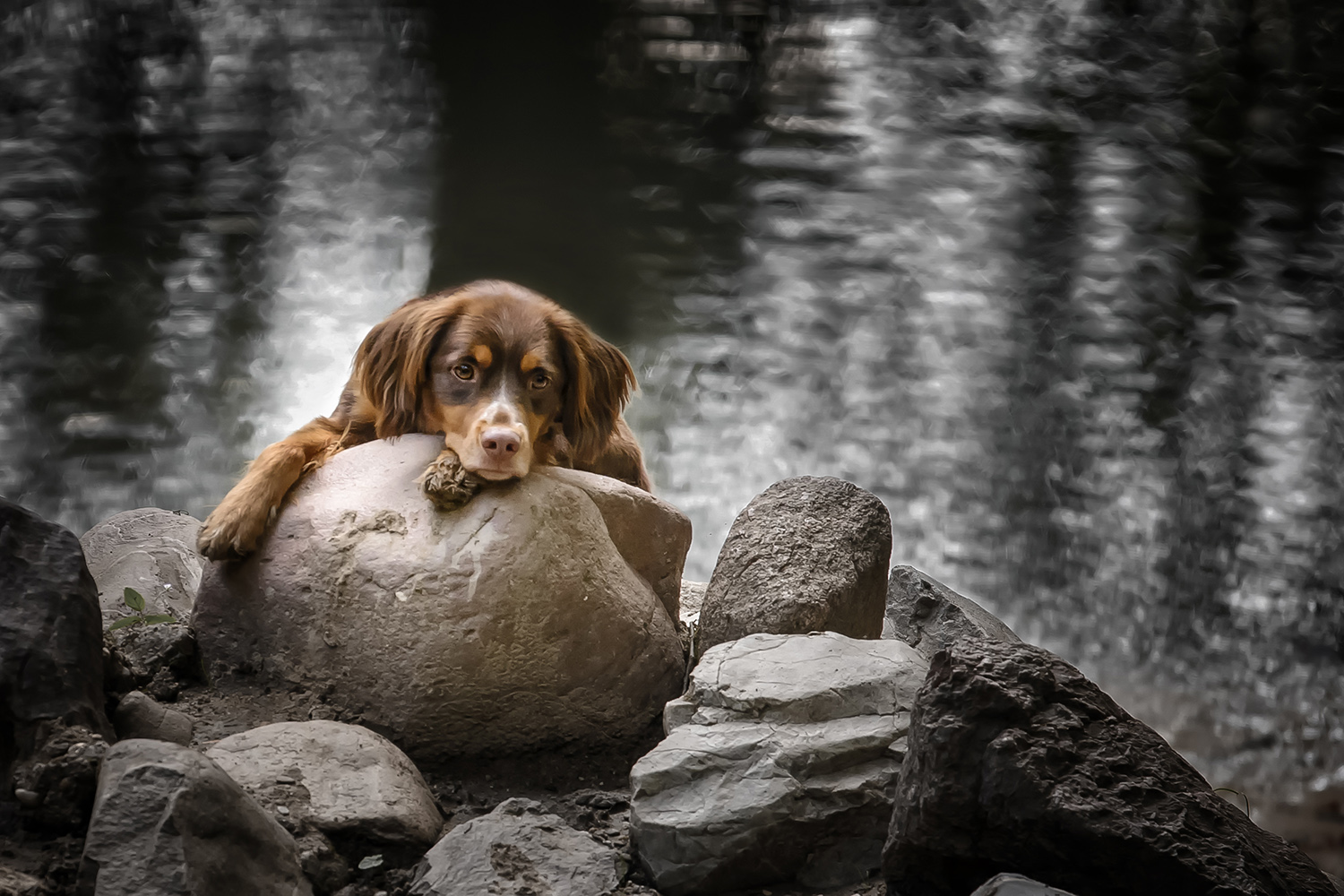 kleur foto van hond liggend in het bos hondenfotografie Florence Schmit Photography.jpg