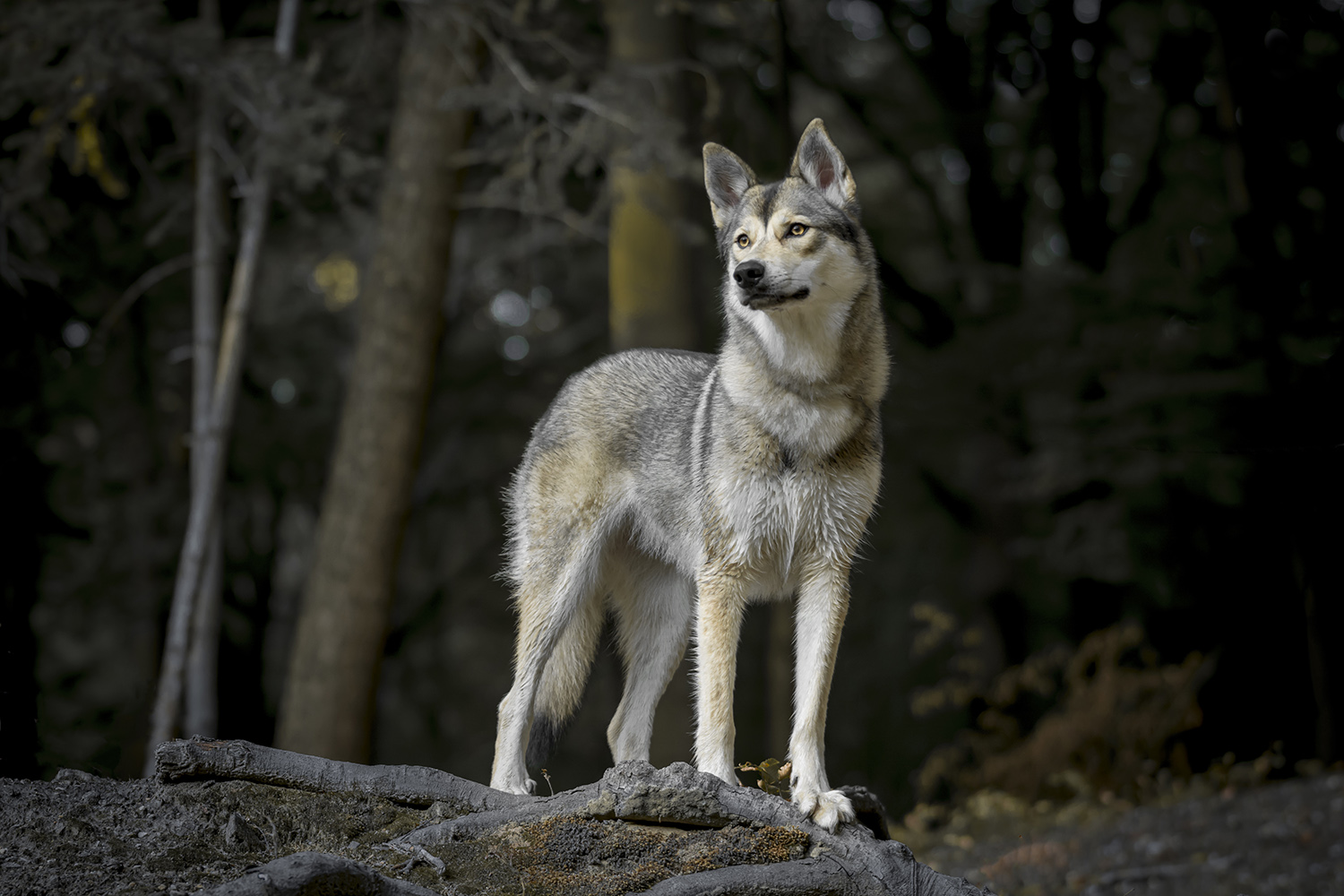Portret van Tamaskan hond staan in het boos lijkt op een wolf hondenfotografie.jpg