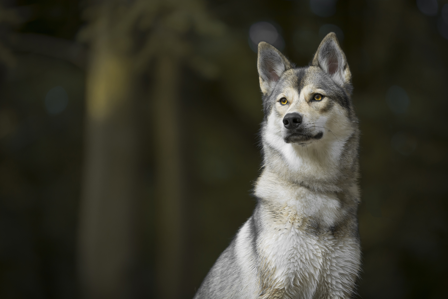 Tamaskan hondenportret wolf hondenfotografie.jpg