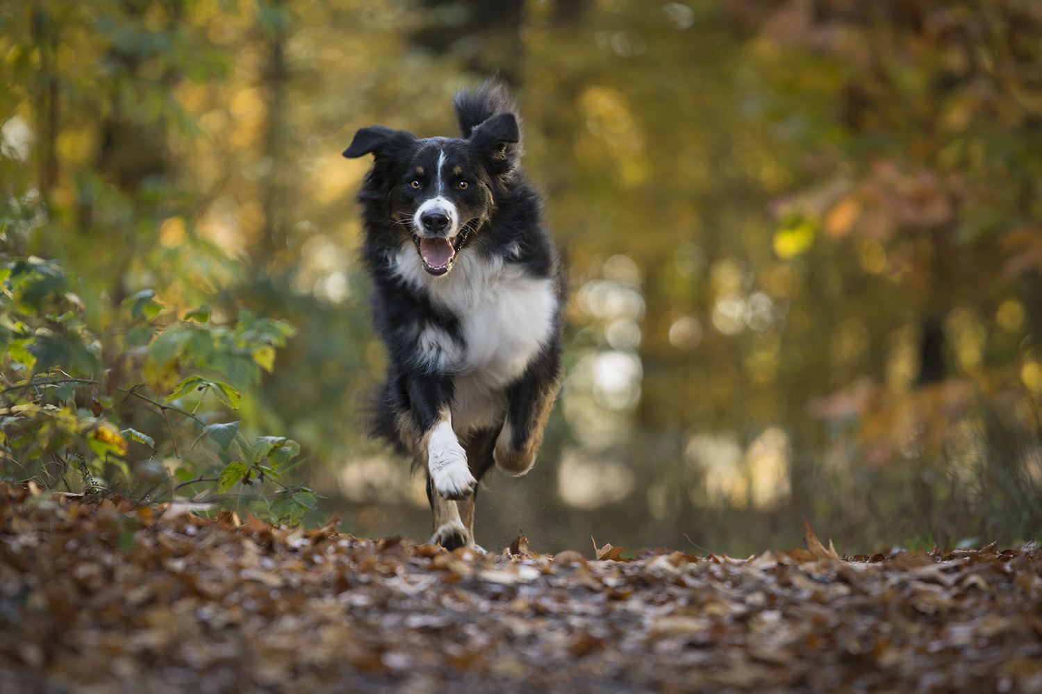 Hondenfotografie kleurfoto van een rennende Australian shepherd in het bos in de herfst.jpg