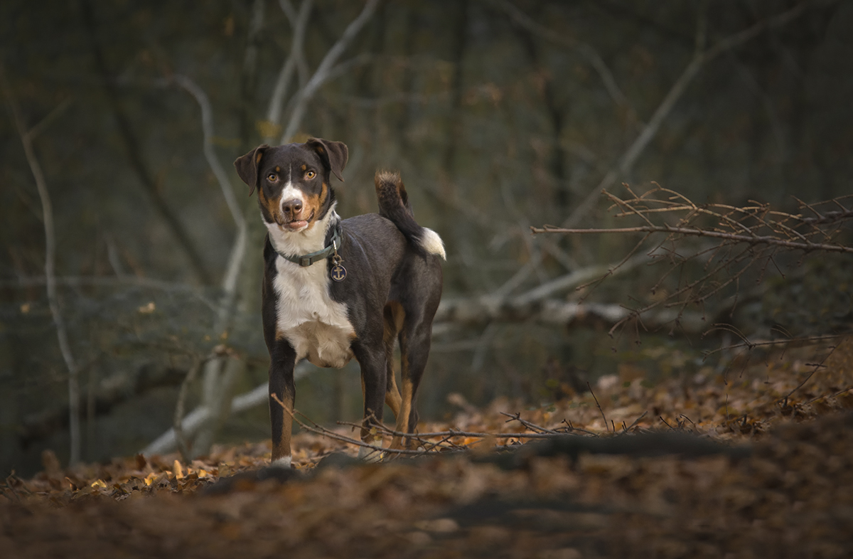 Hondenfotografie bruine hond in het bos in de herfst.jpg