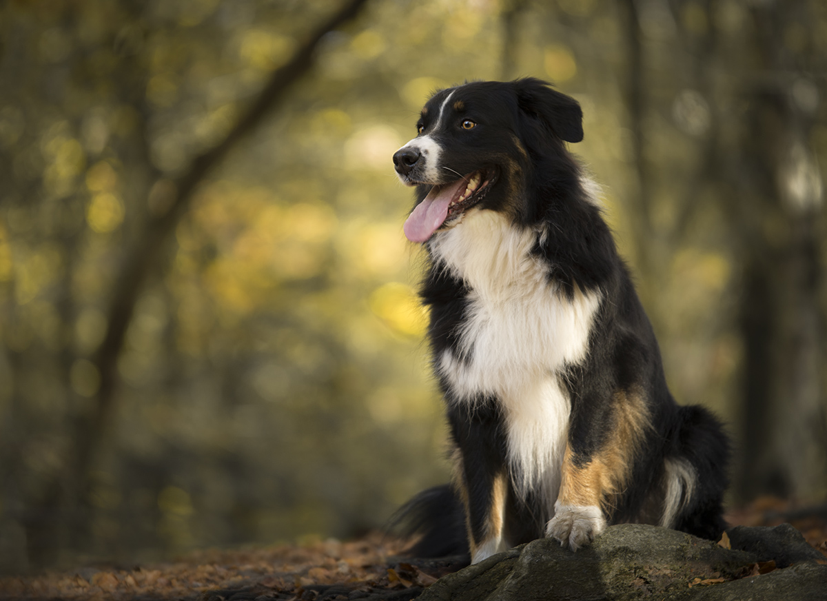 Hondenfotografie close up portret van Ausie Australian shepherd in het bos herfst.jpg