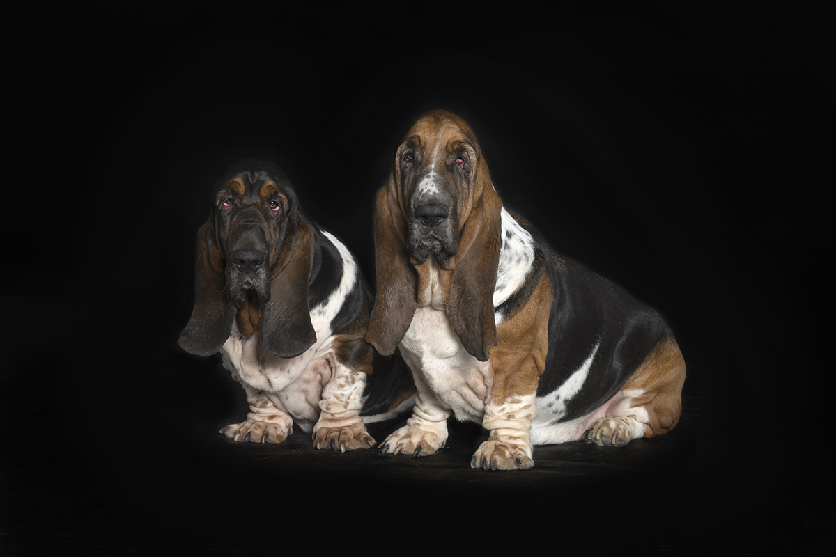Hondenfotografie basset honden 2 honden samen in de studio.jpg