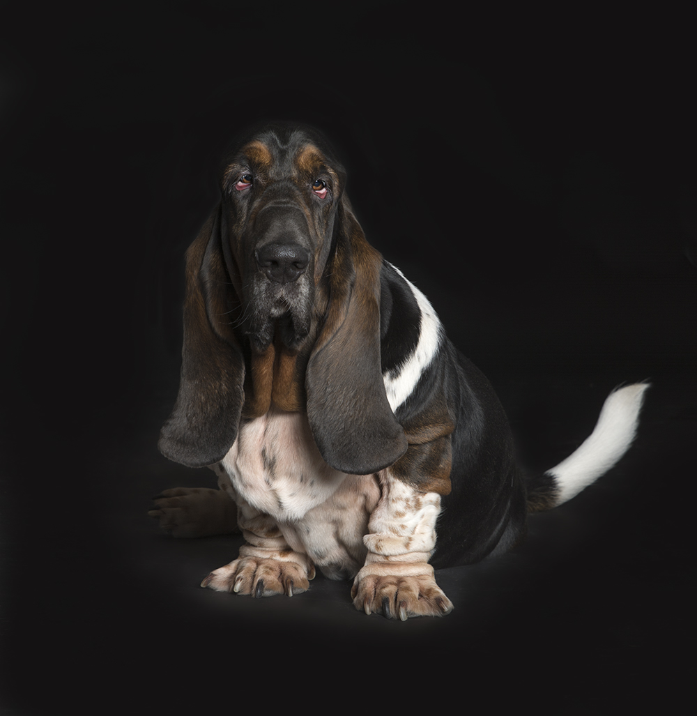 Portret van basset hond in de studio.jpg