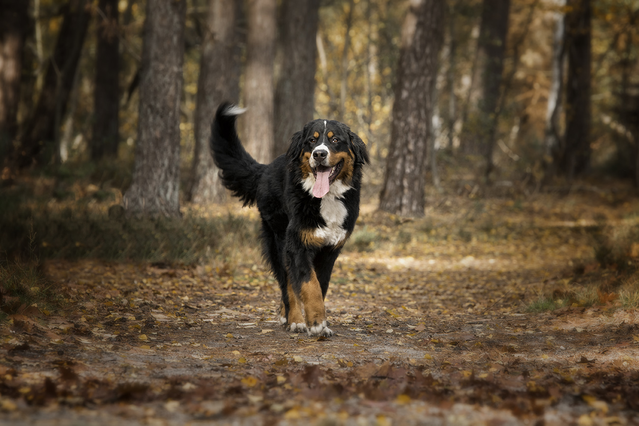Hondenfotografie kleur foto van een Berner Sennen lopend in het bos.jpg