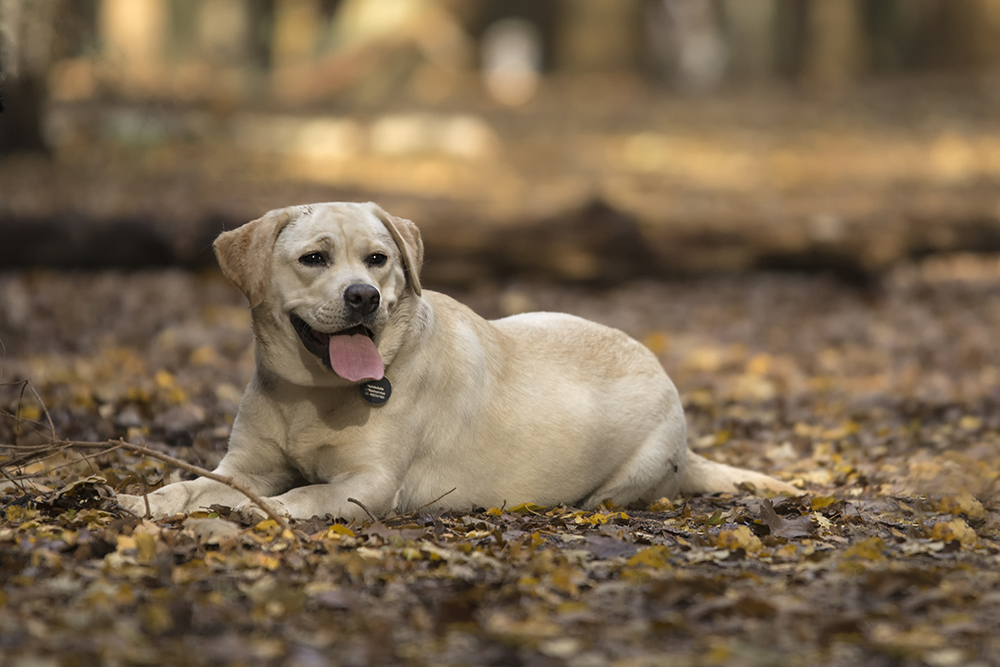 Hondenfotografie kleur foto van een hond ras Labrador in het bos.jpg