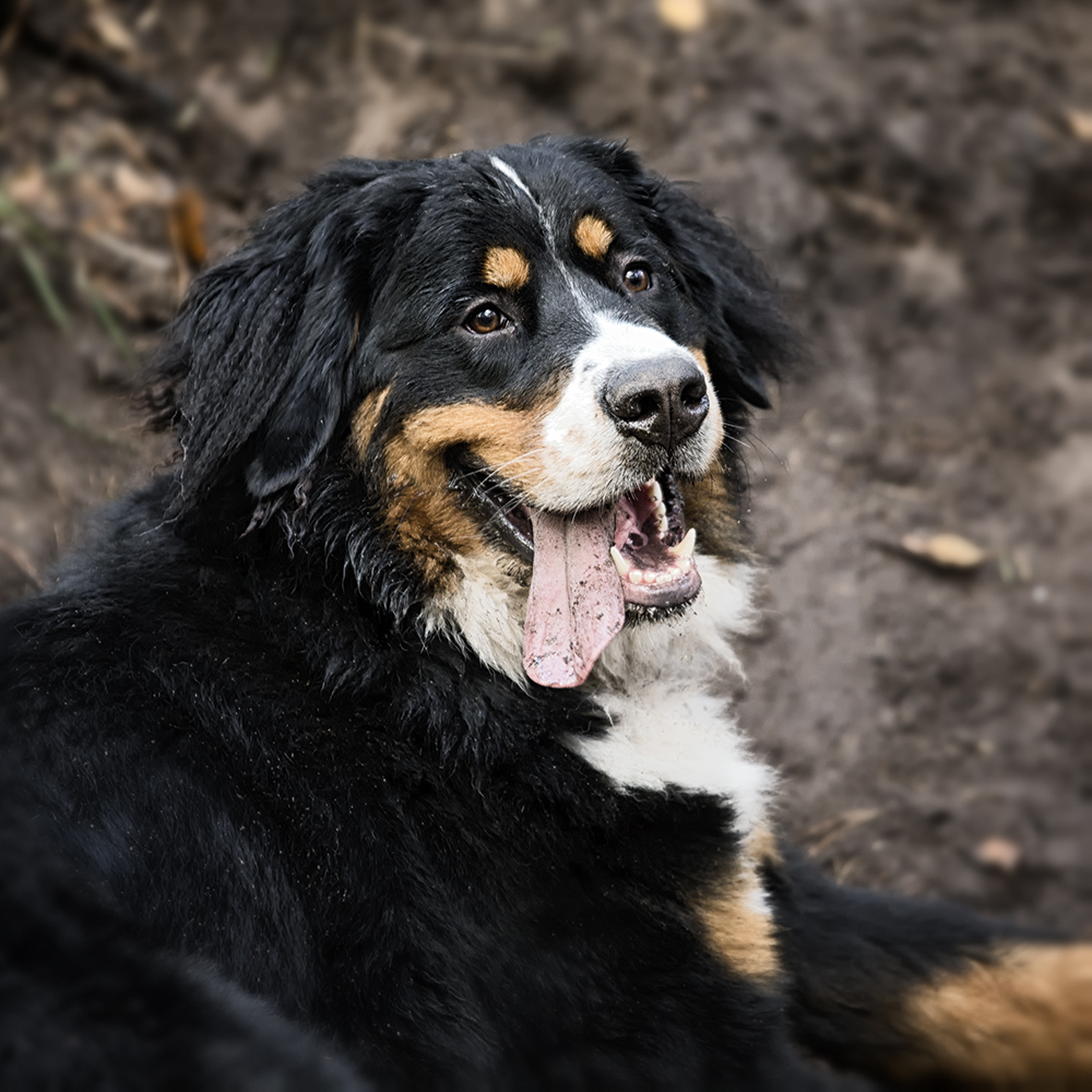 Hondenfotografie kleur foto van een hond ras Berner Sennen in het bos.jpg