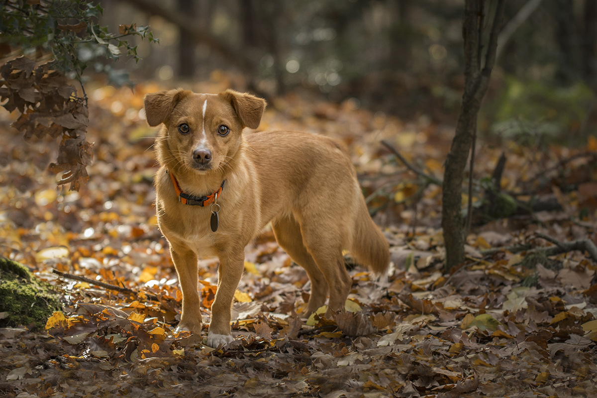 Hondenfotografie kleur foto van een klein bruin hondje in het bos in herfst.jpg
