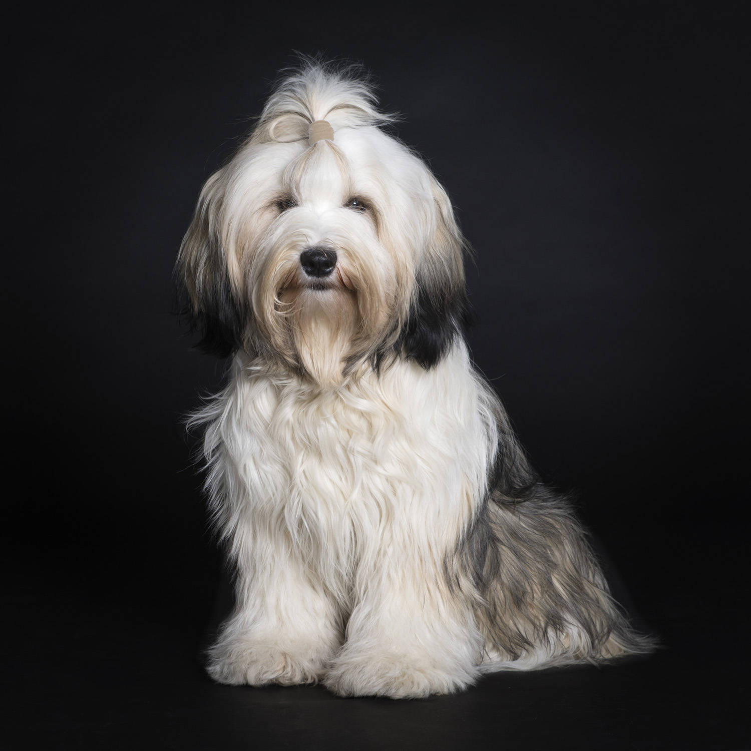Hondenfotografie portret van een Tibetaanse terrier hond in de studio foto met zwarte achtergrond.jpg