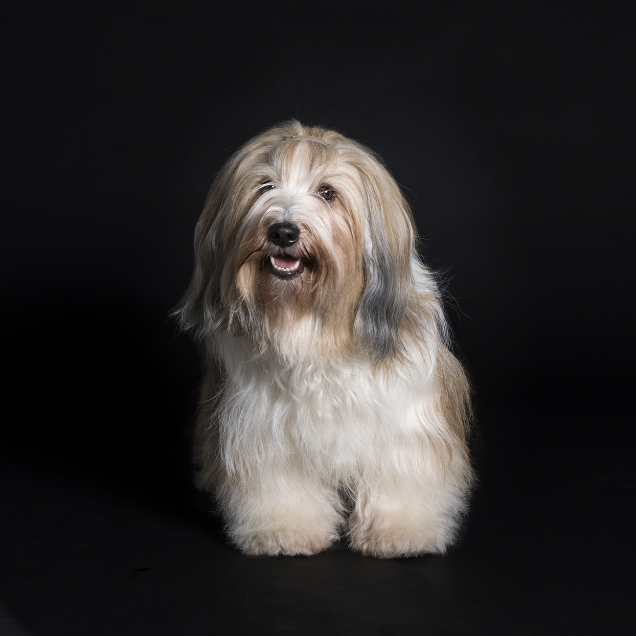 Hondenfotografie portret van een Tibetaanse terrier hond.jpg