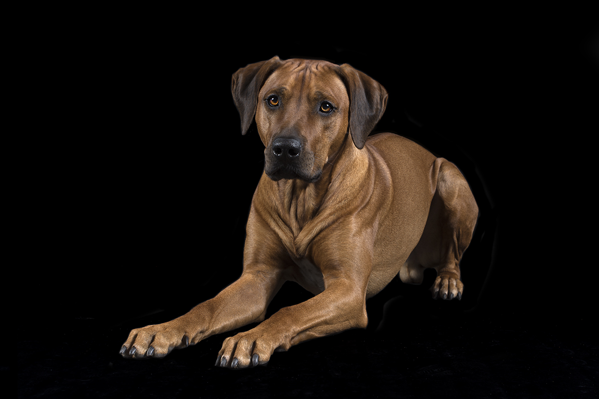 Hondenfotografie rhodesian ridgeback hond in fotostudio .jpg
