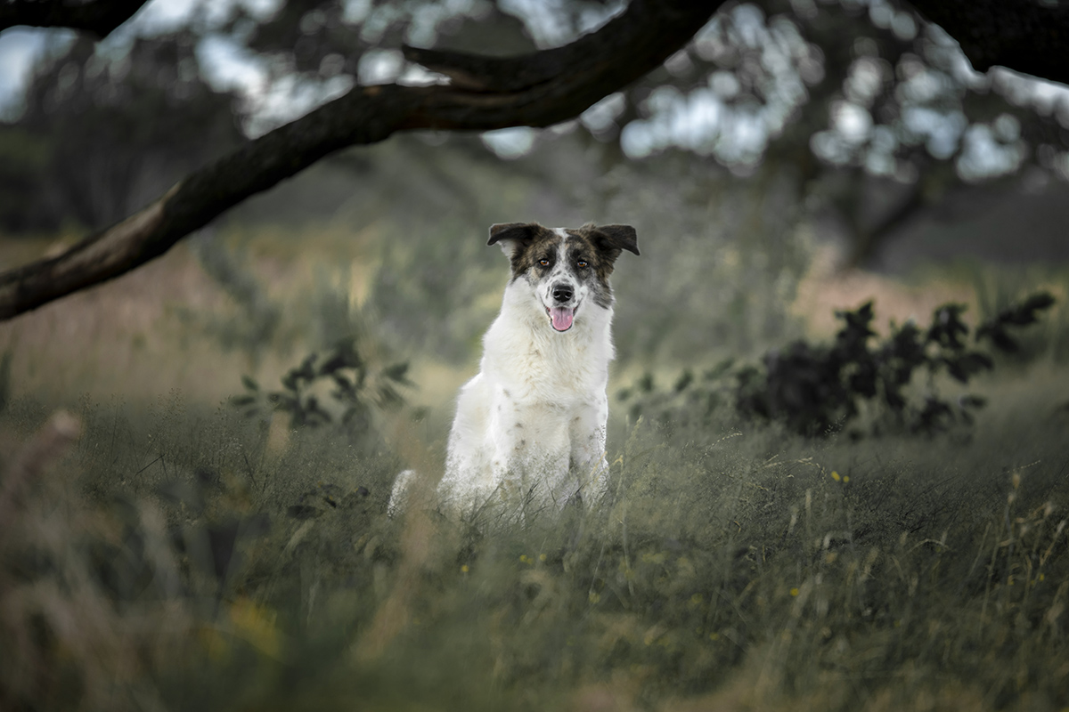 Hondenfotografie fotoshoot met hond op locatie in het bos.jpg