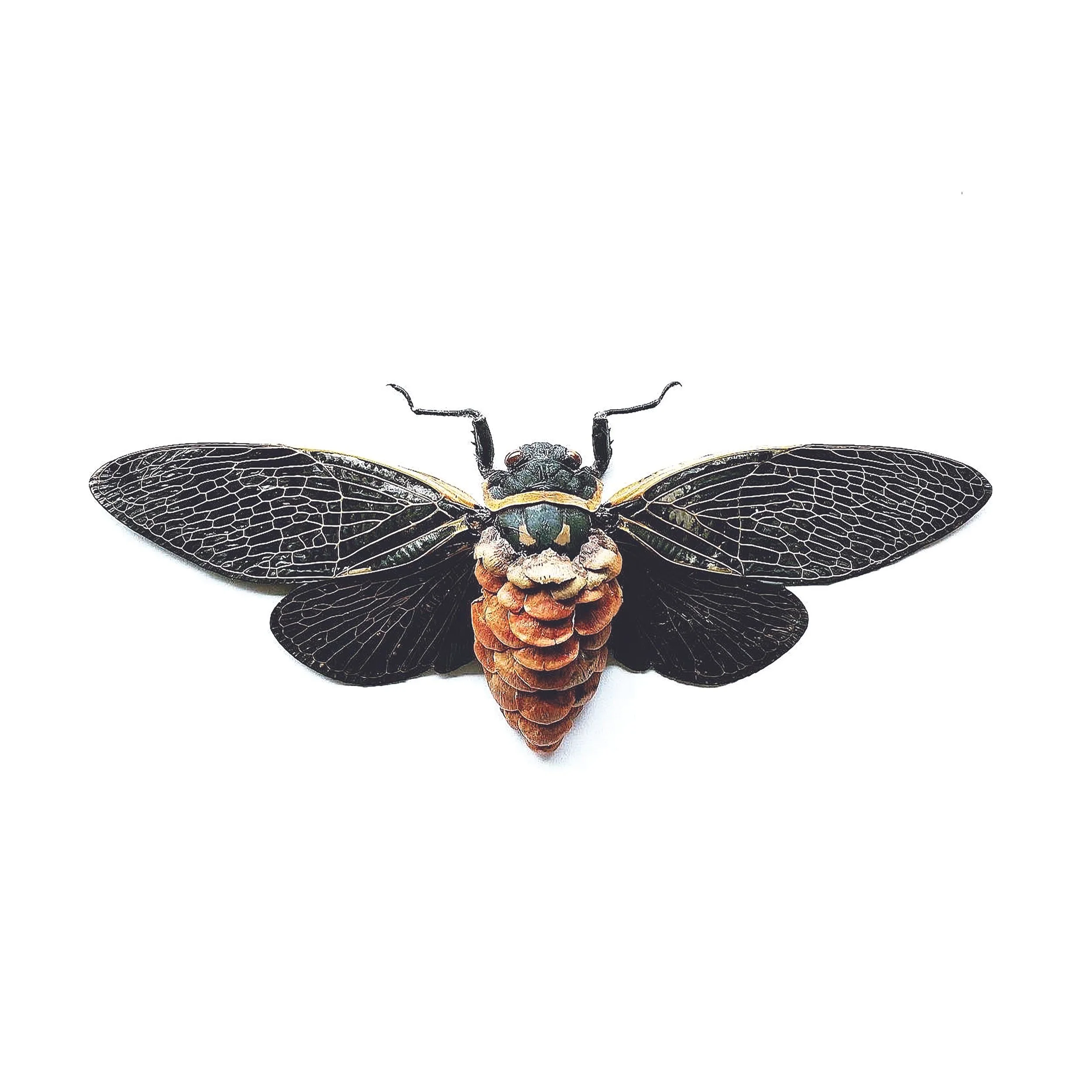 PineCone.jpg