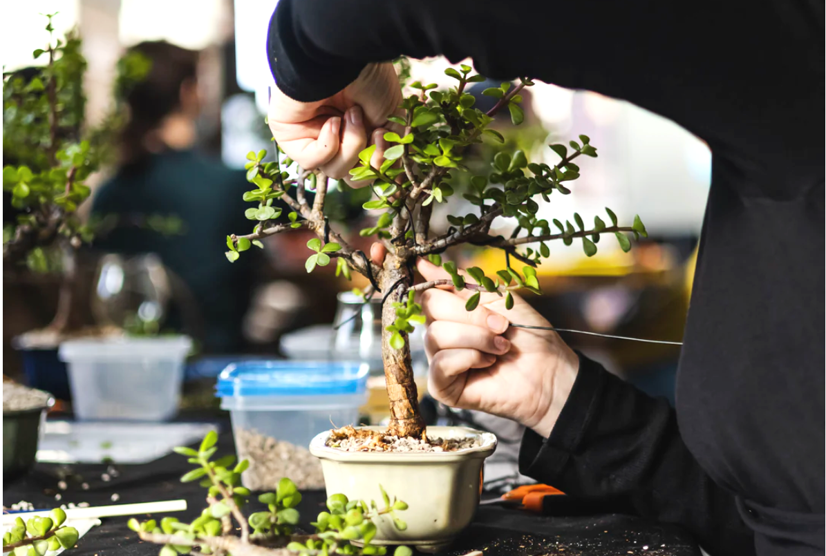 Bonsai Bar @ True West