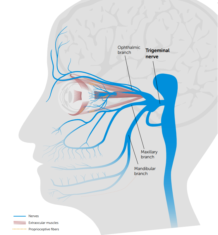 Neuro-lens-Trigeminal-Nerve-Graphic.png