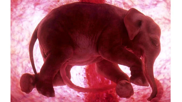 Elephant in utero.