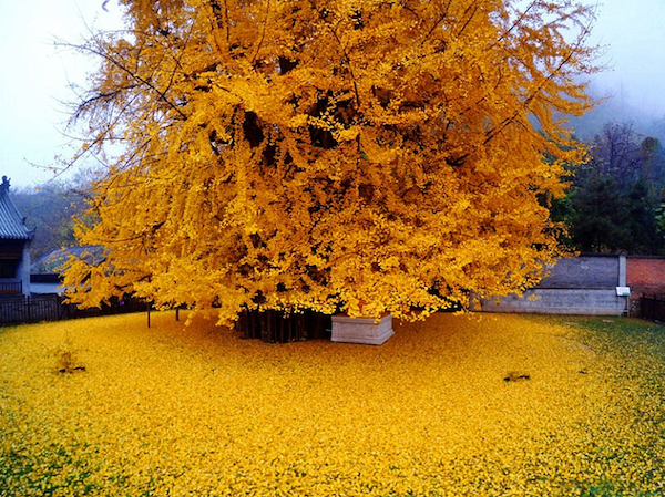 Image of a 1400 year old ginko bilboa tree in Xi'an, China c/o TheDailyMail.com