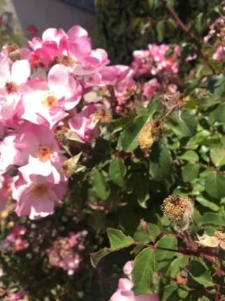WITHERING ROSES