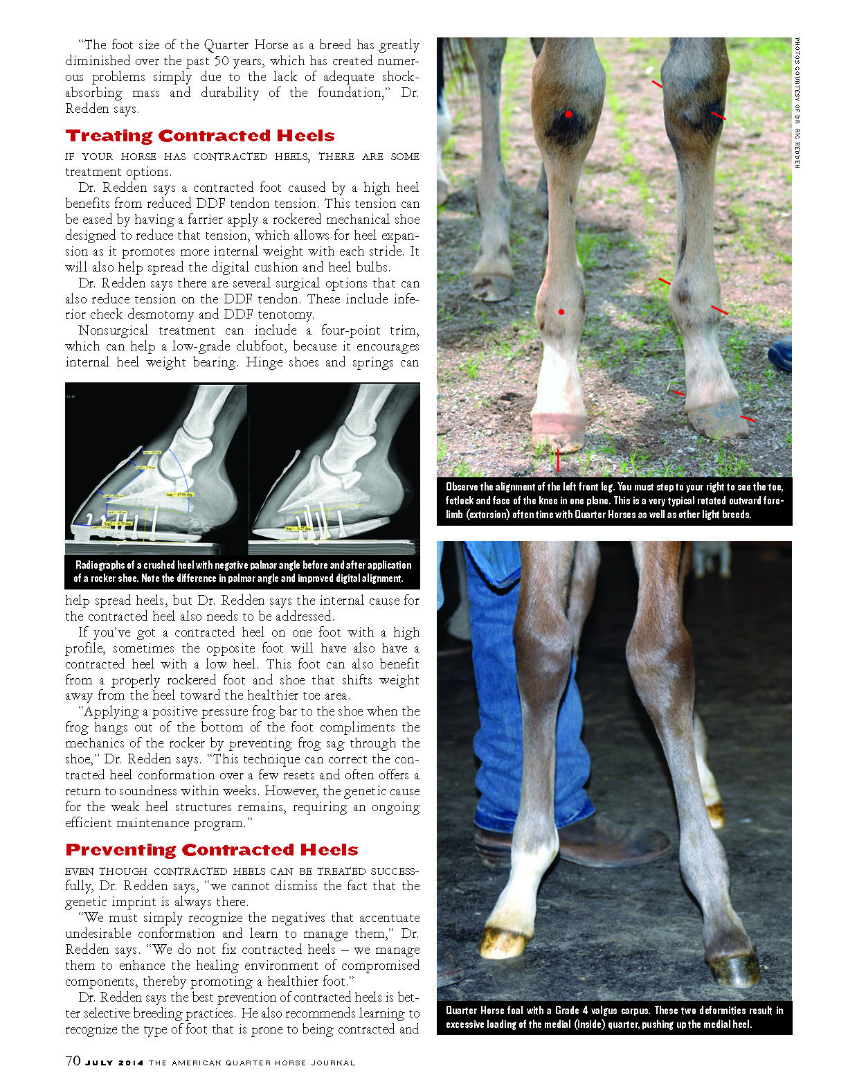 Horse Conformation Determines Best Trimming and Shoeing Approaches
