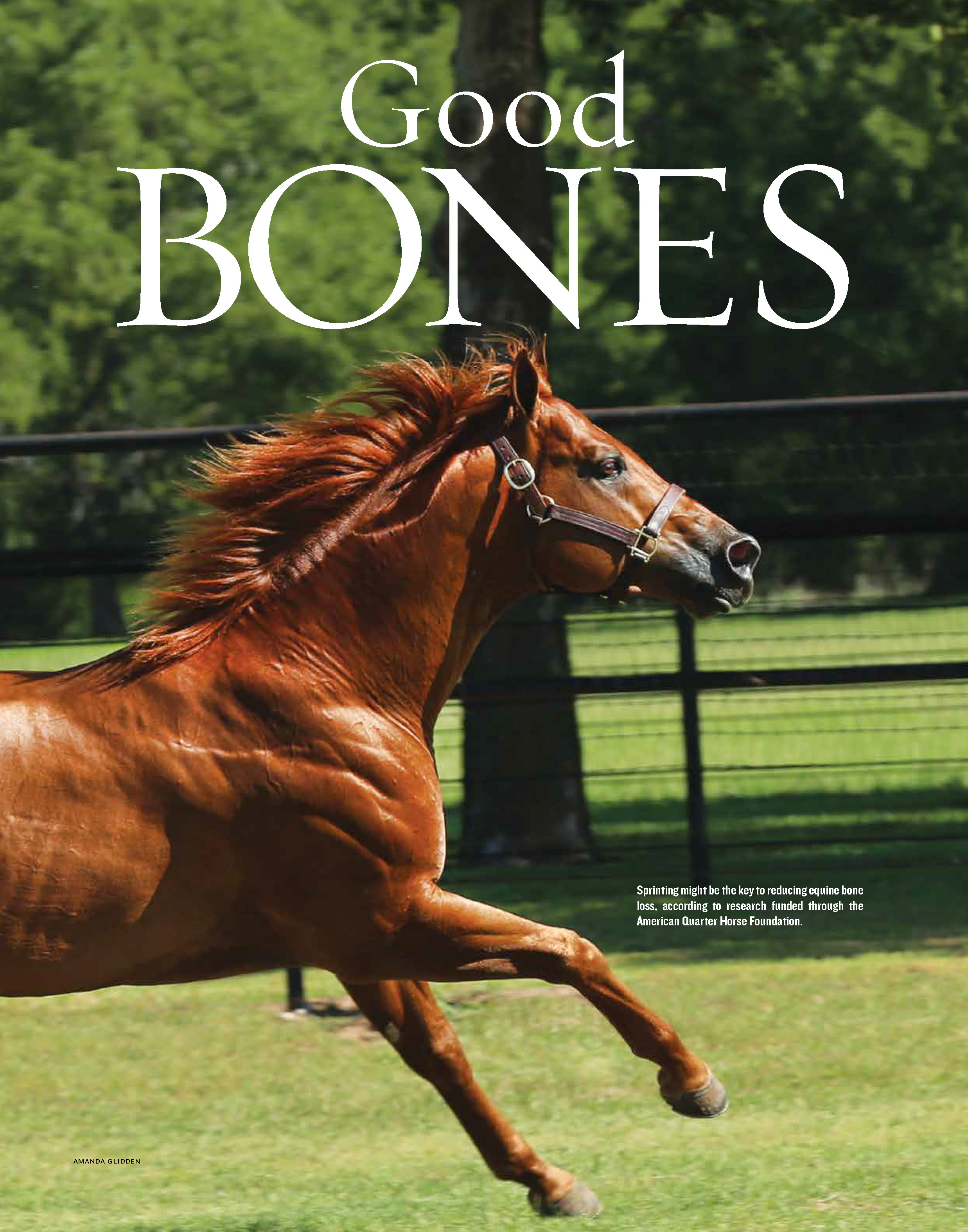 G13 AQHA Research - bone loss_Page_1.jpg