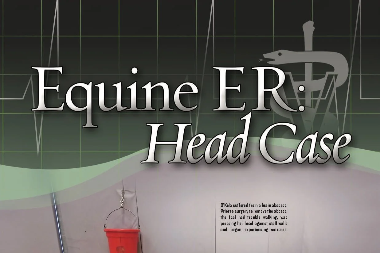 Equine ER: Head Case