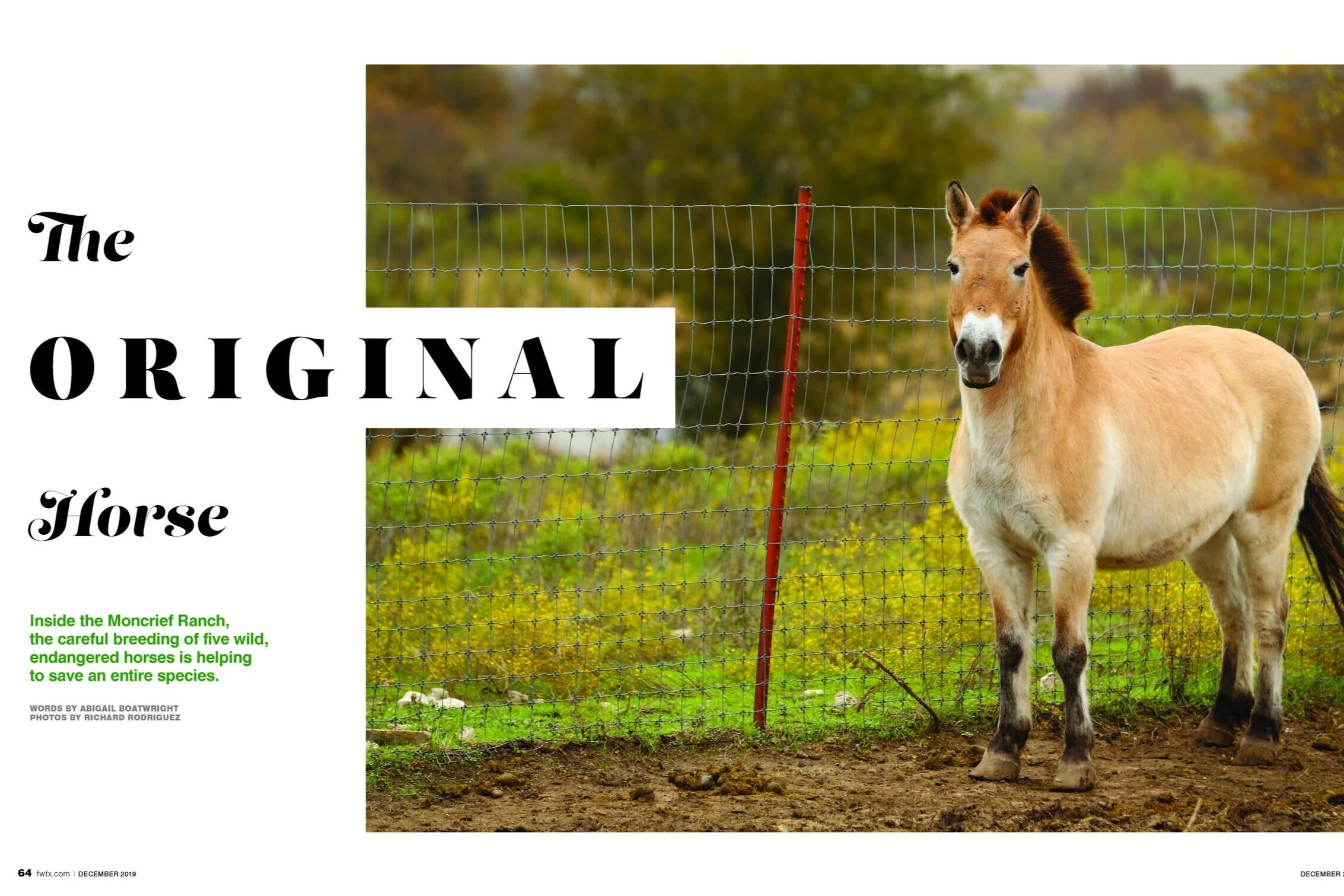 The Original Horse