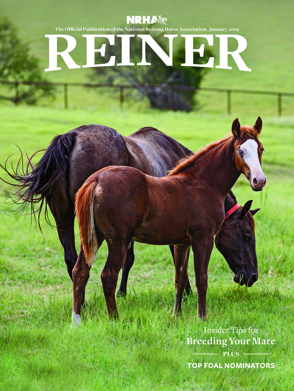 REINER-1901-COVER.jpg