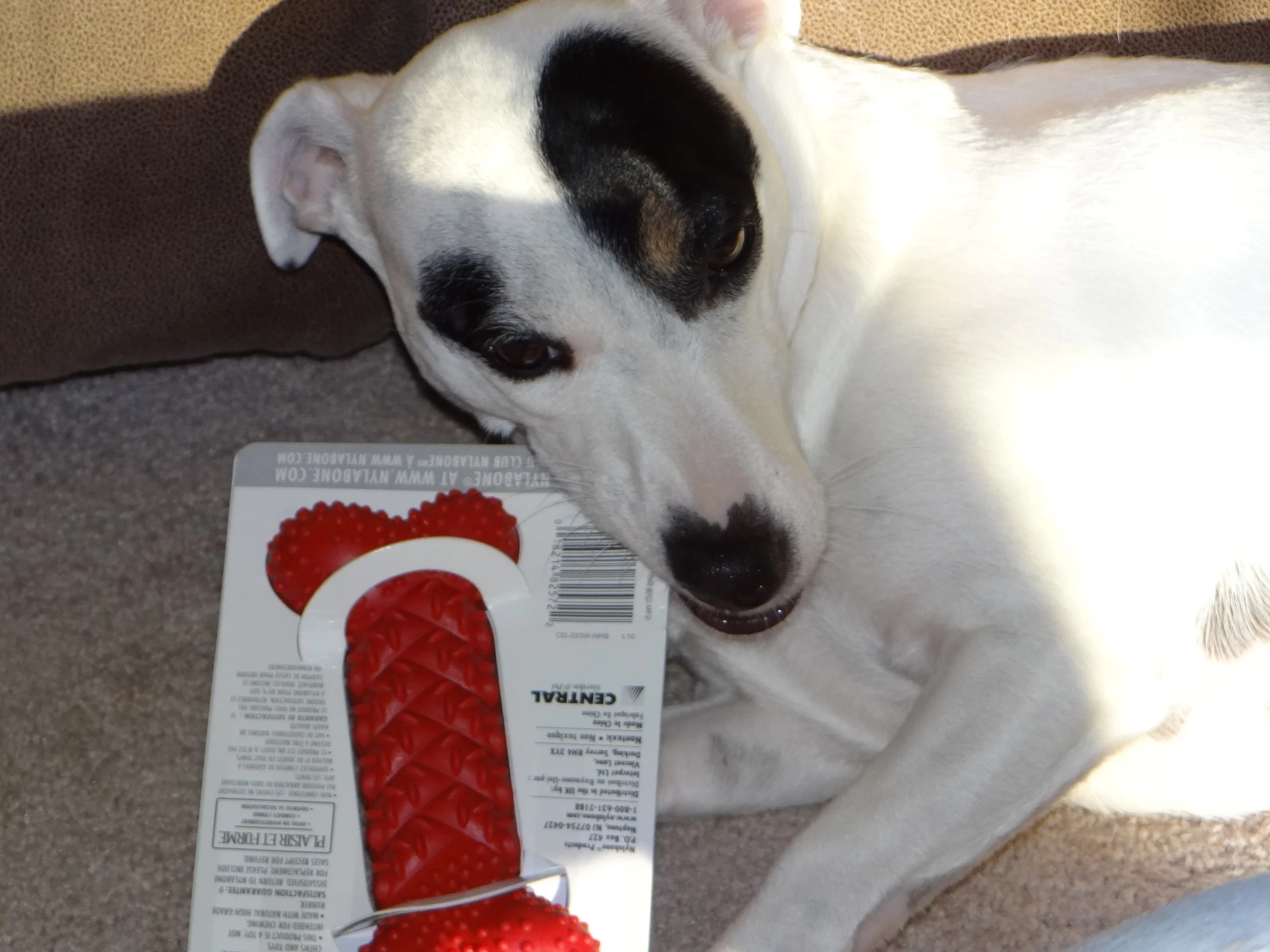 Riley's new bone...