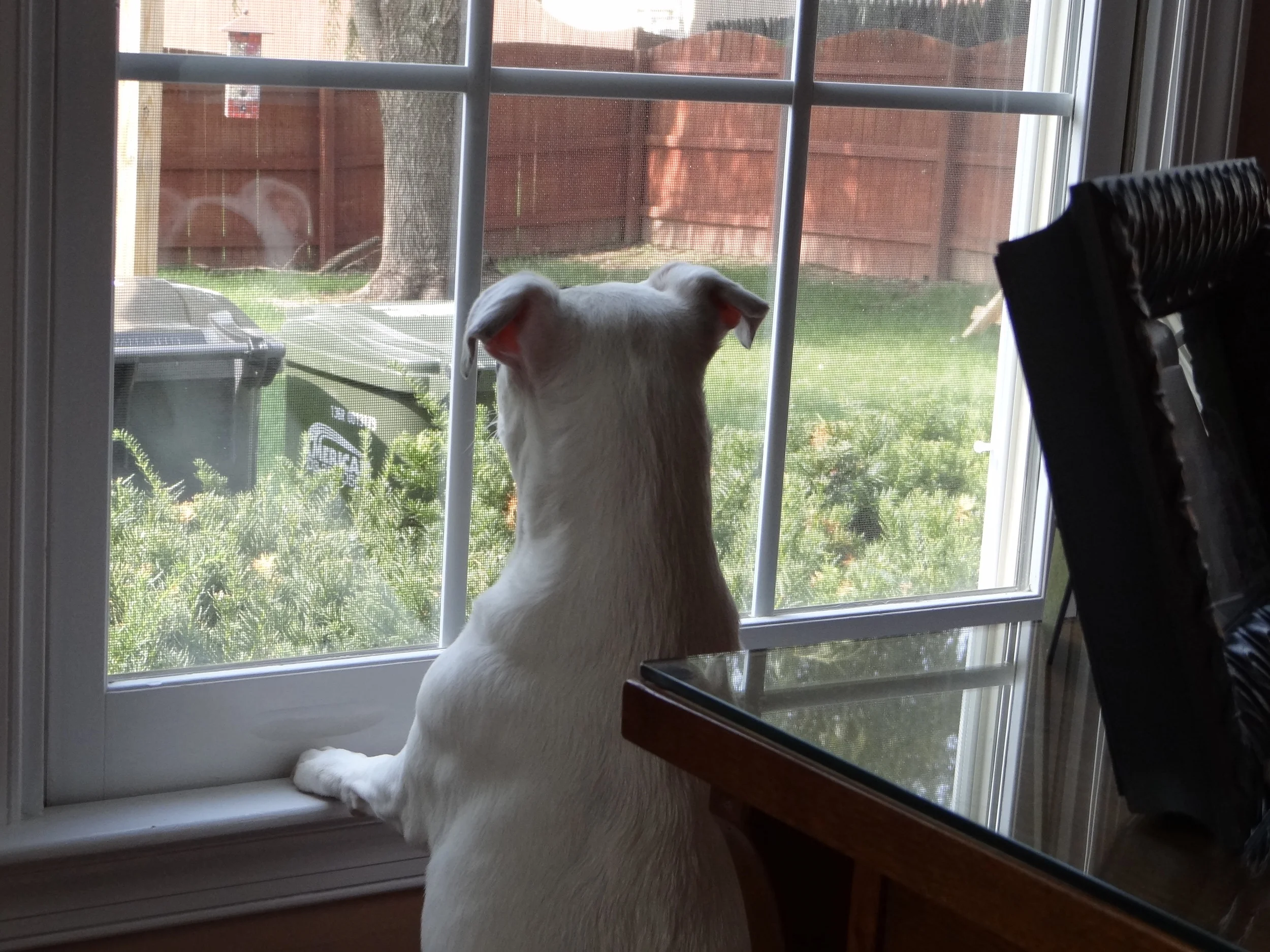 Squirrel!