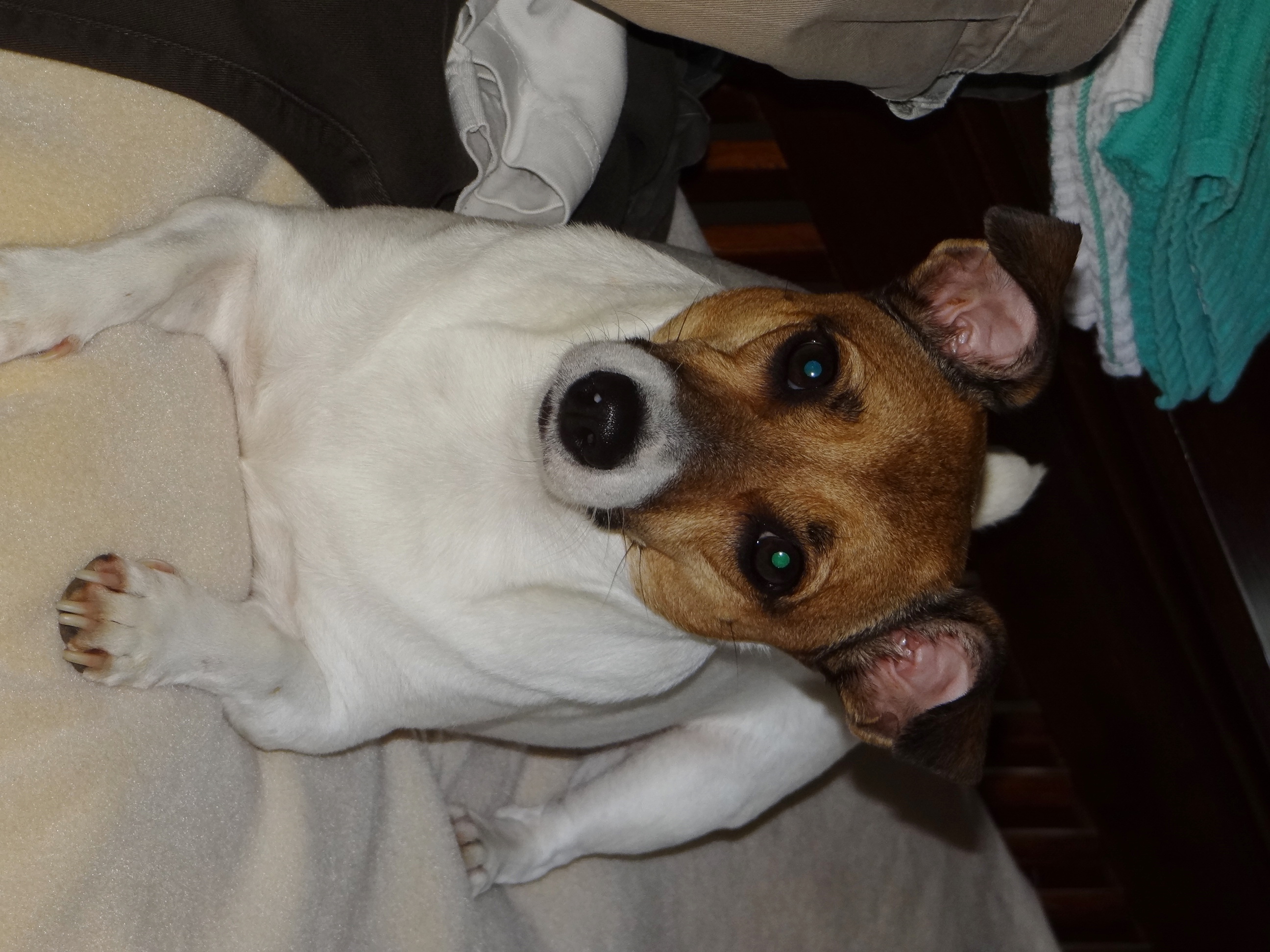 Disney Dog