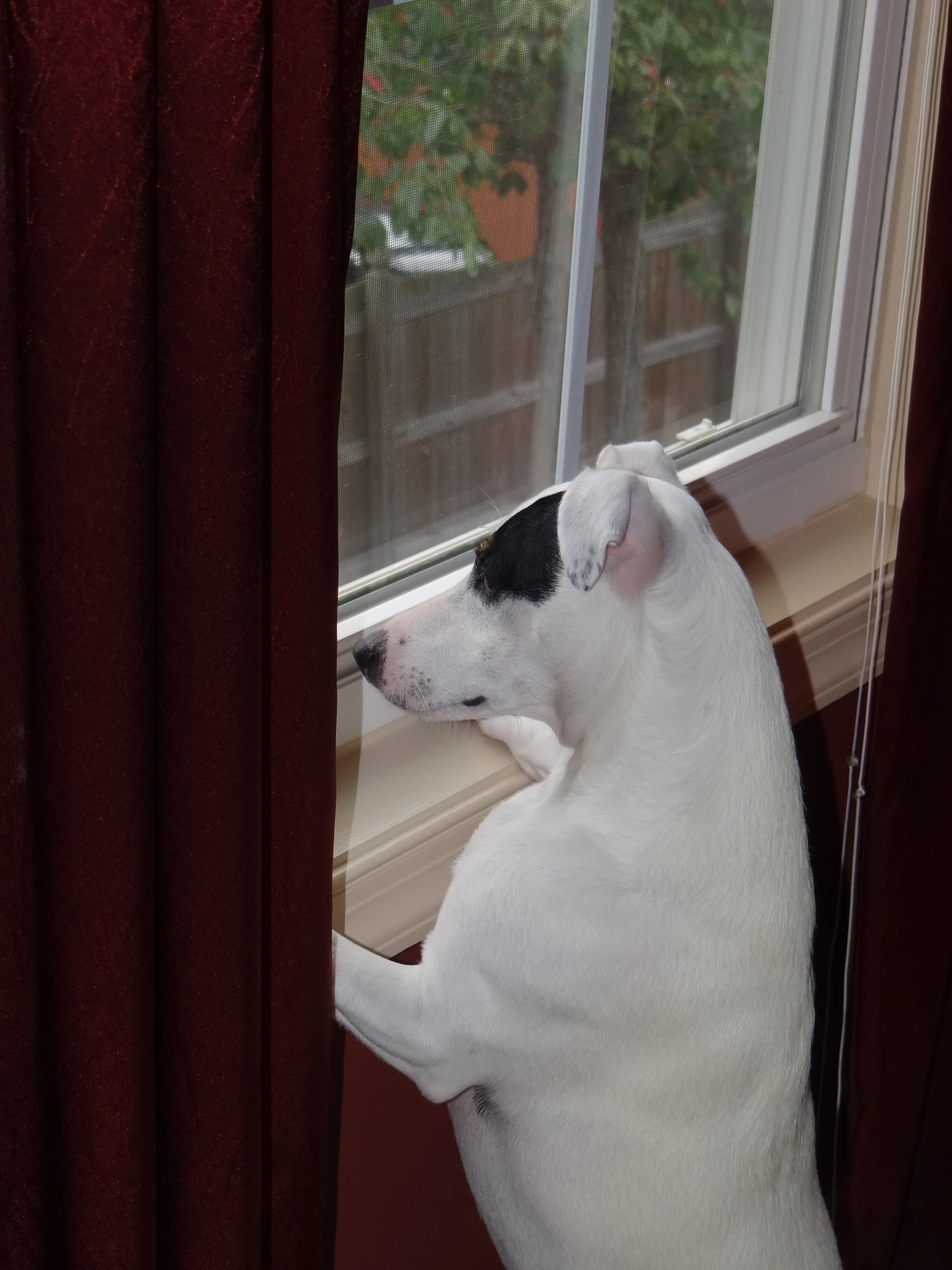 Riley on Squirrel Watch