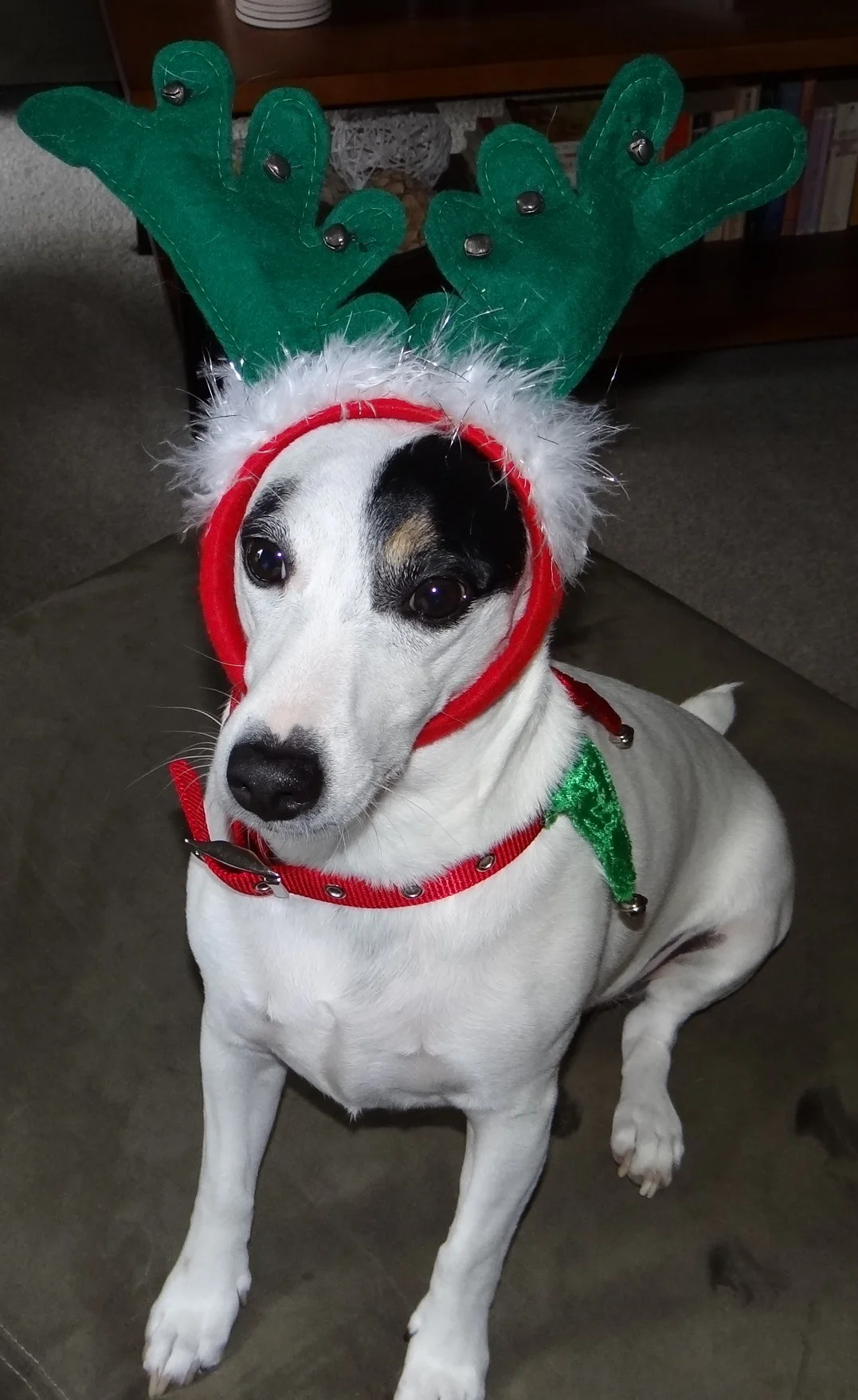 Riley the Reindeer