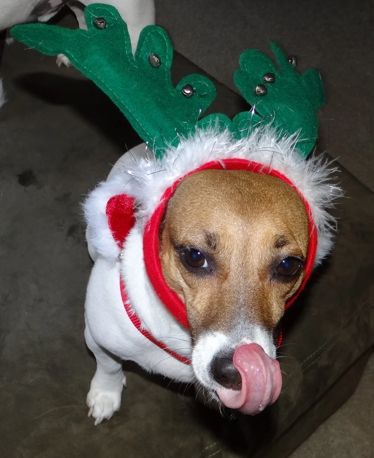 Disney Dog