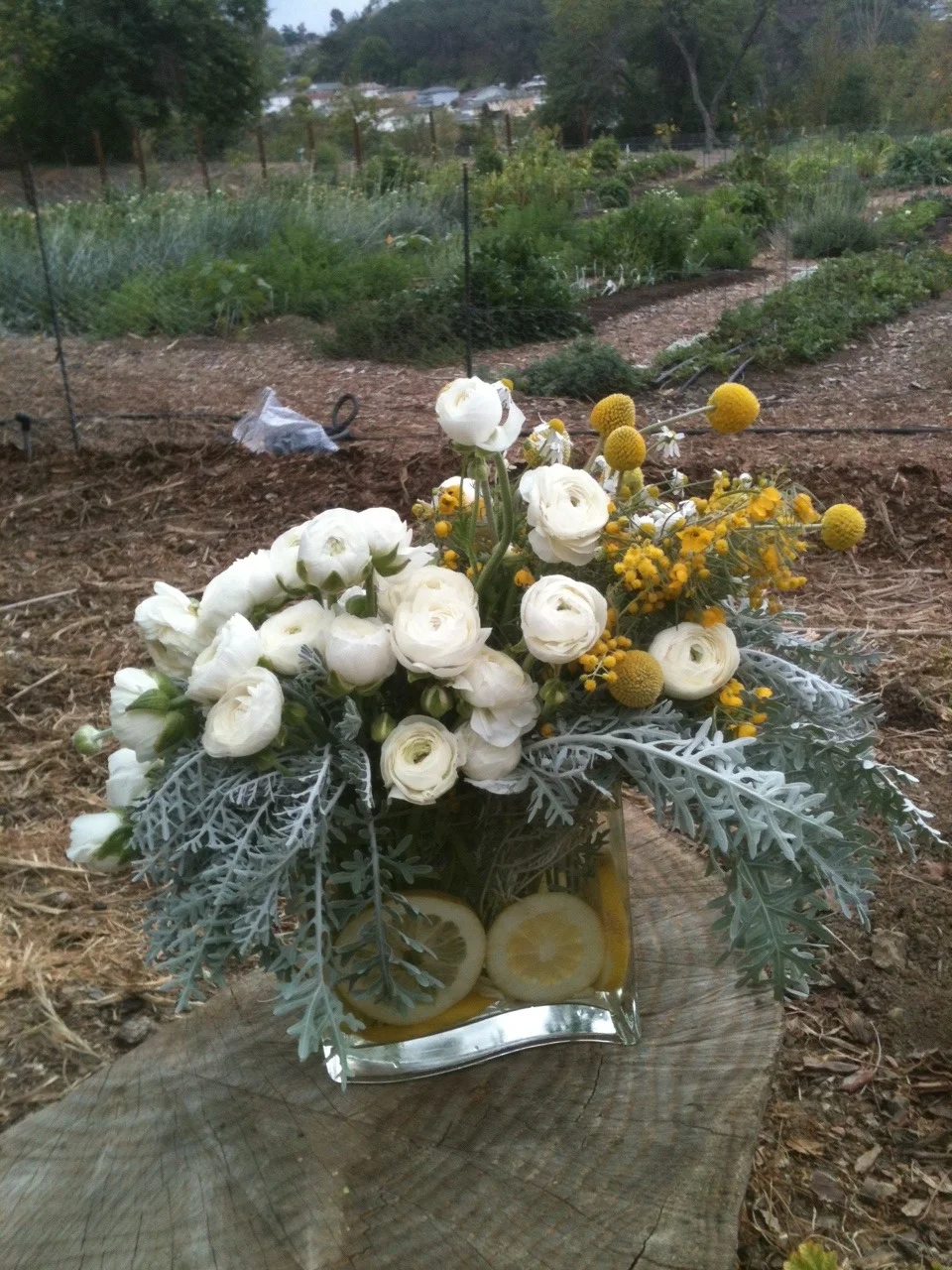 A flower arrangement I made from Silver Lake Farms, an urban flower farm with a kindred devotion to sustainability.