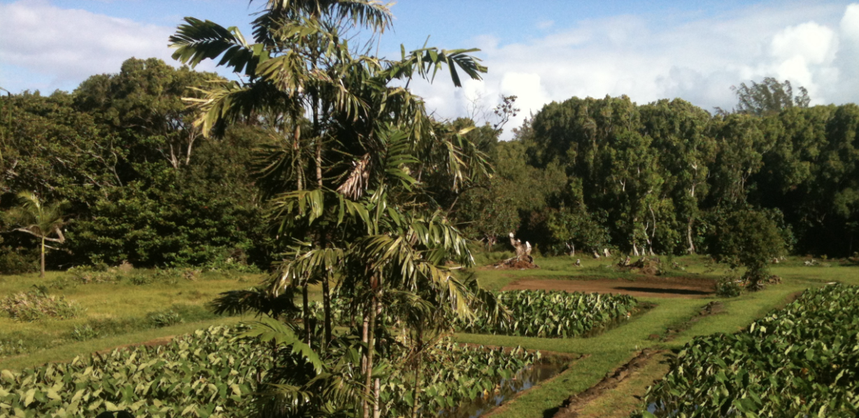 Taro Farm from Kauai
