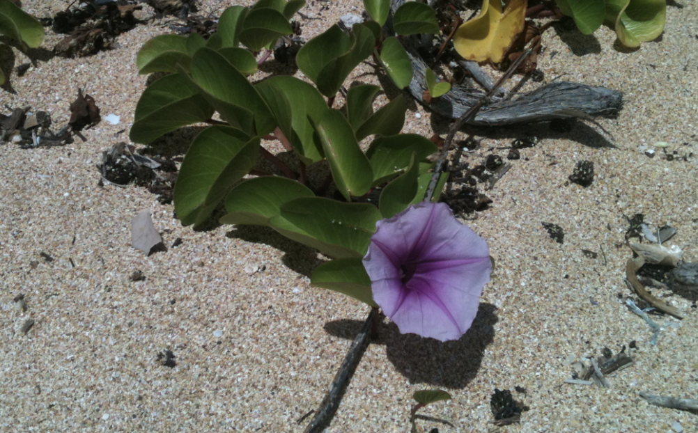The  Gorgeous Sprawling Vine, Ipomoea pes-caprae