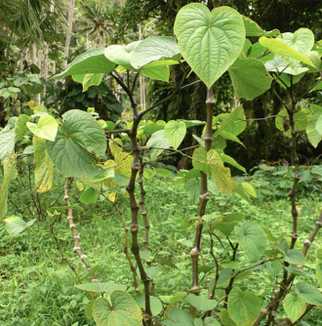 Kava Kava