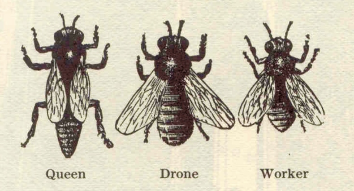 Hats Off to Hard Working Lady Bees