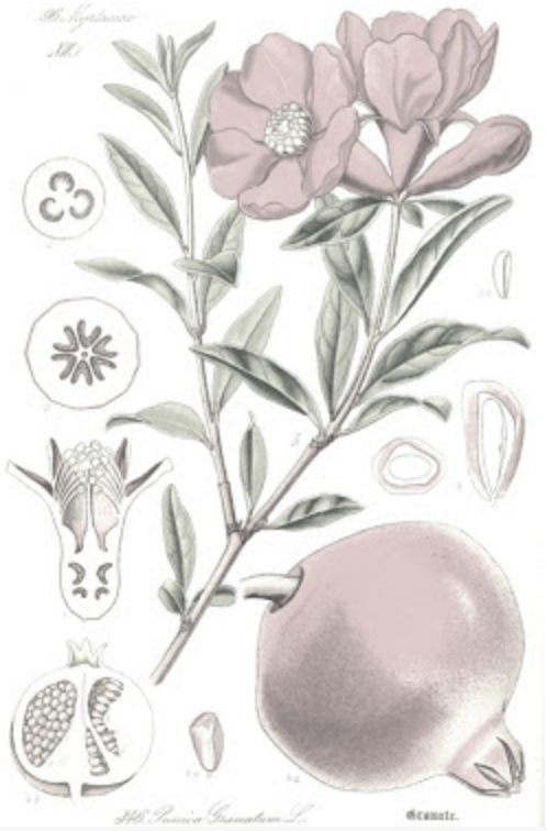 Product Mommy: Roots Rose Radish