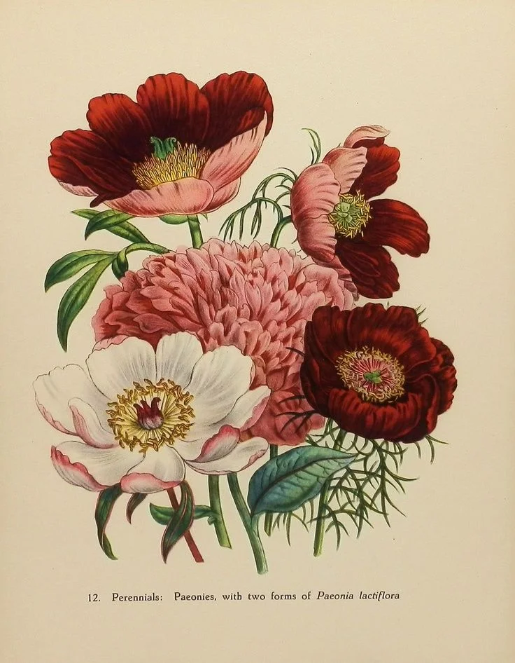 What is Apothecary Perfume?