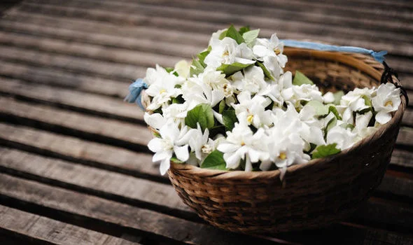 The Many Healing Properties of Jasmine