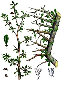220px-Commiphora_myrrha_-_Köhler–s_Medizinal-Pflanzen-019.jpg