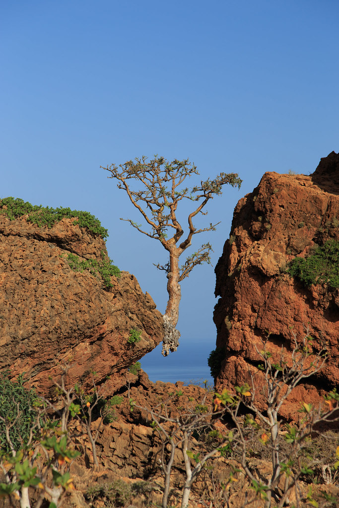 The Purity of Frankincense