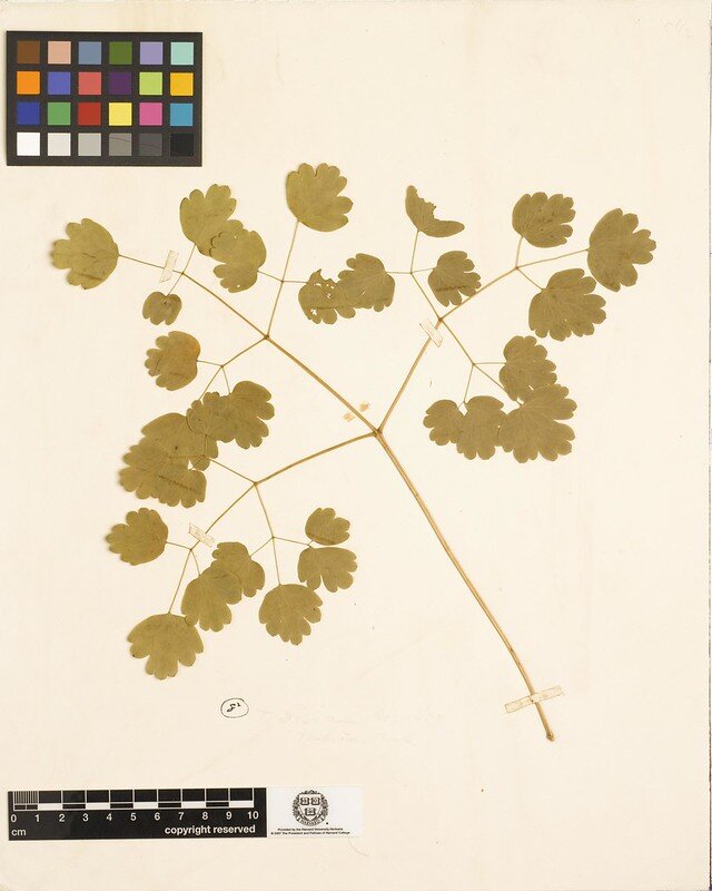 Henry David Thoreau’s Herbarium  has over 900 specimens and is held by Harvard University.