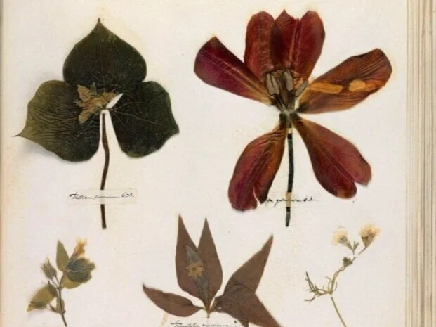 Connect to Nature - Start a Herbarium