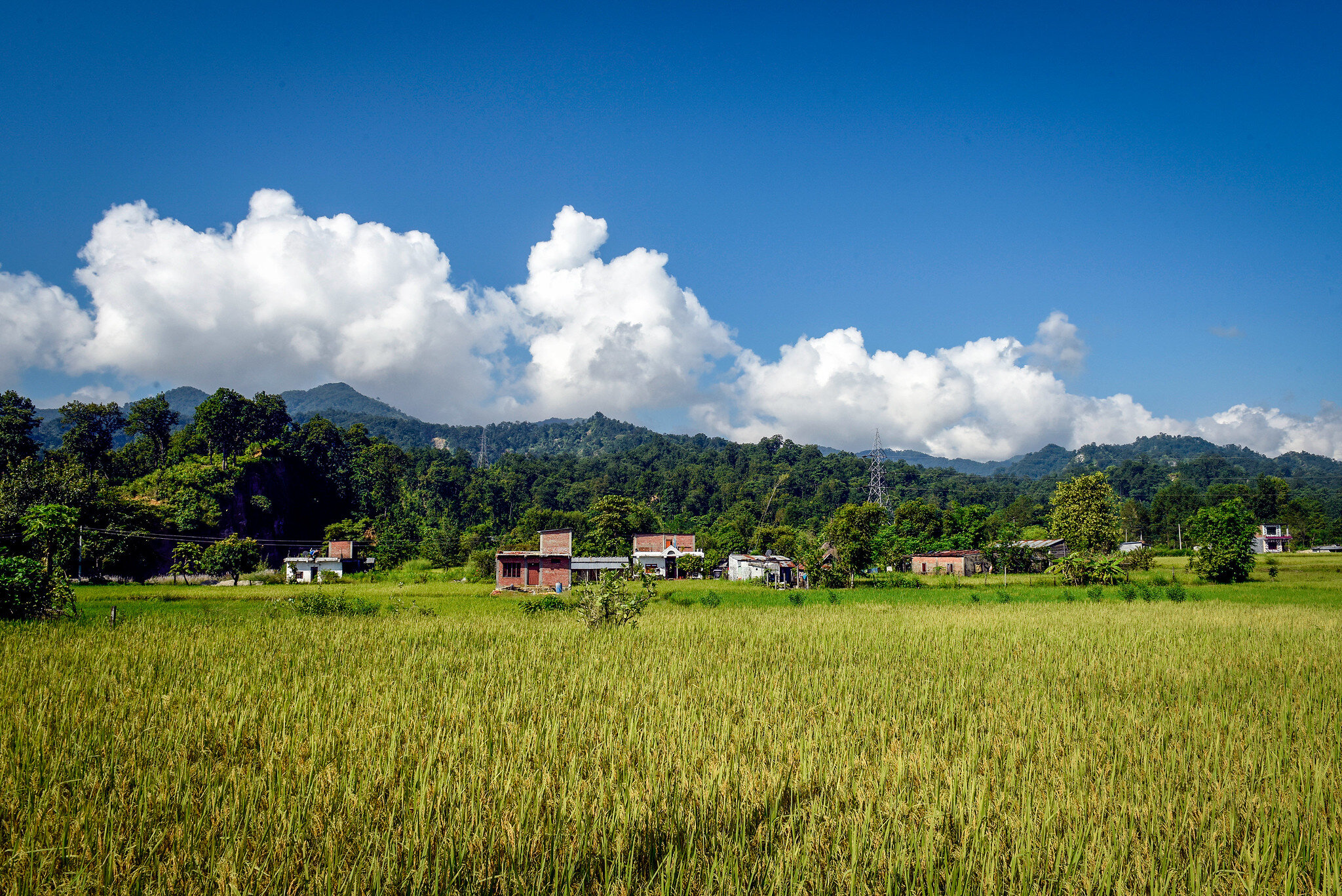 A large patch of lemongrass in the Chisapani Community Forest in the Himalayas. Photo by Chandra Shekhar Karki/CIFOR