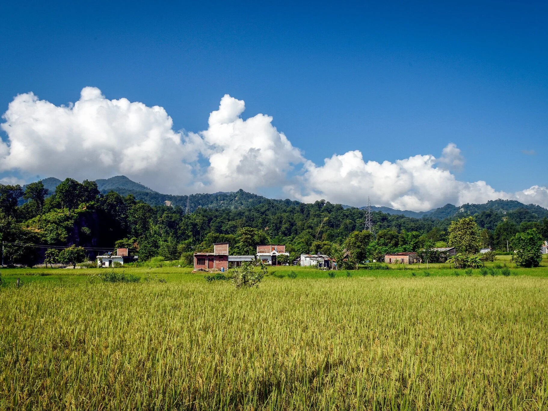 Around The World With Lemongrass 
